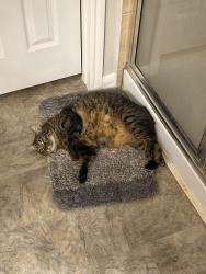 Lost Male Cat last seen Walnut leaf lane, Cypress TX, Cypress, TX 77429
