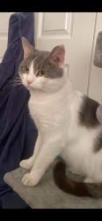 Lost Male Cat last seen Chawton Way,, Hampshire, England 