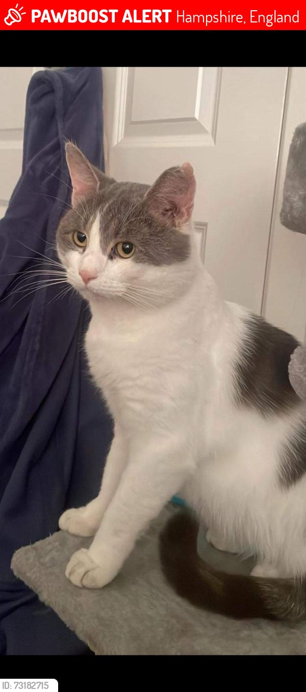 Lost Male Cat last seen Chawton Way,, Hampshire, England 