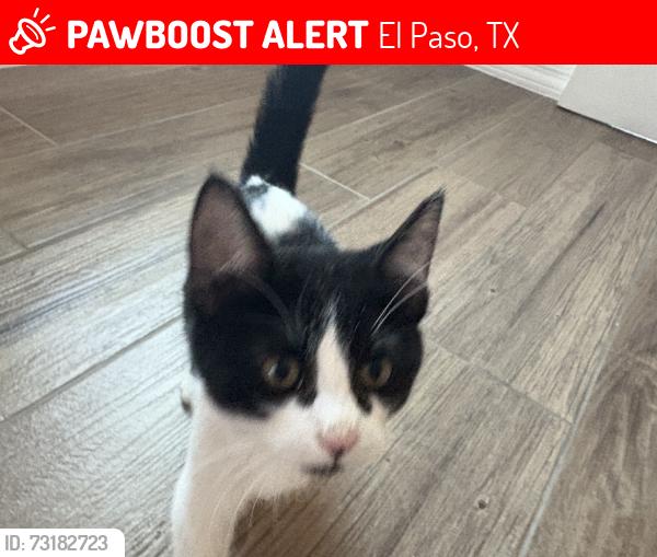 Lost Female Cat last seen Valley Creek North, El Paso, TX 79932