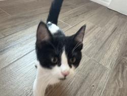 Lost Female Cat last seen Valley Creek North, El Paso, TX 79932