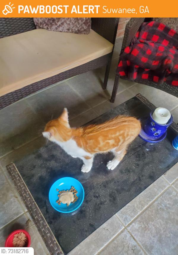 Found/Stray Male Cat last seen Stonecypher and Main St Suwanee, Suwanee, GA 30024