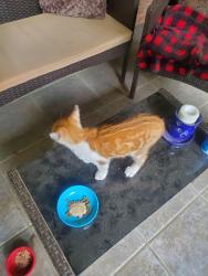 Found/Stray Male Cat last seen Stonecypher and Main St Suwanee, Suwanee, GA 30024