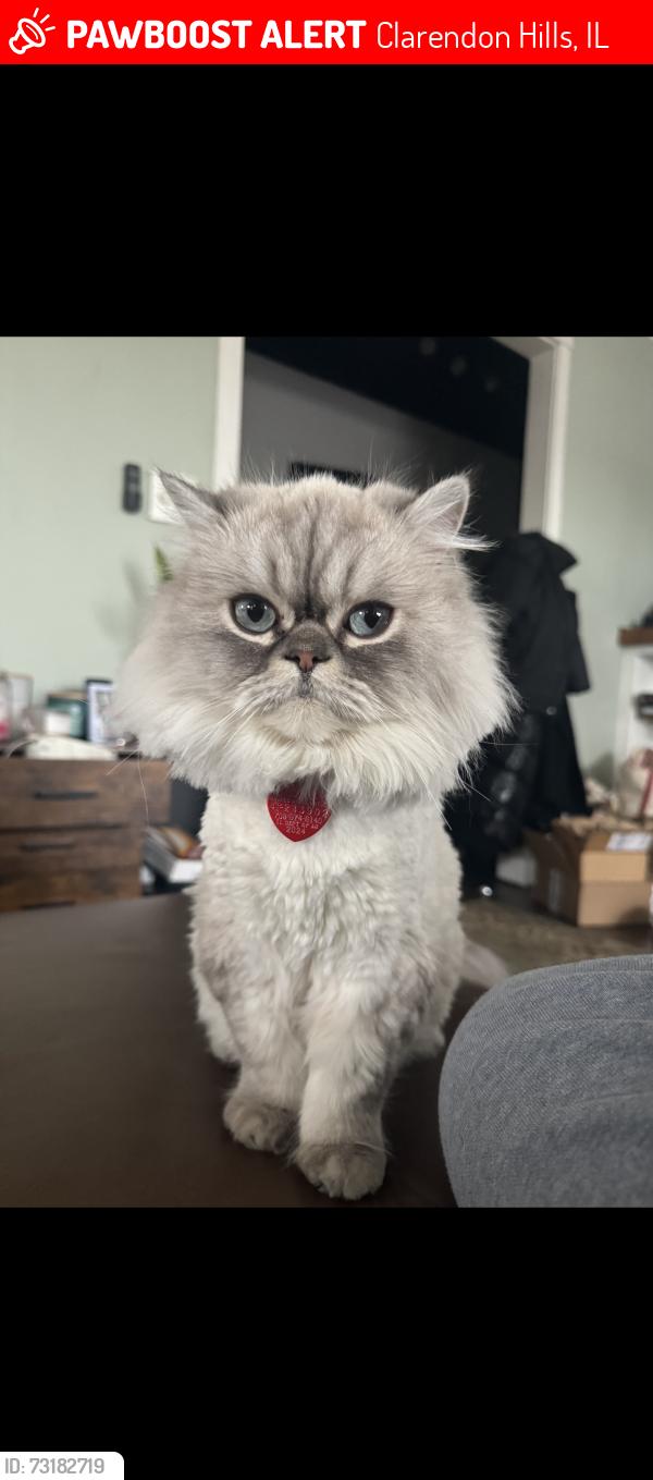 Lost Male Cat last seen Backyard, Clarendon Hills, IL 60514