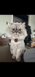 Lost Male Cat last seen Backyard, Clarendon Hills, IL 60514
