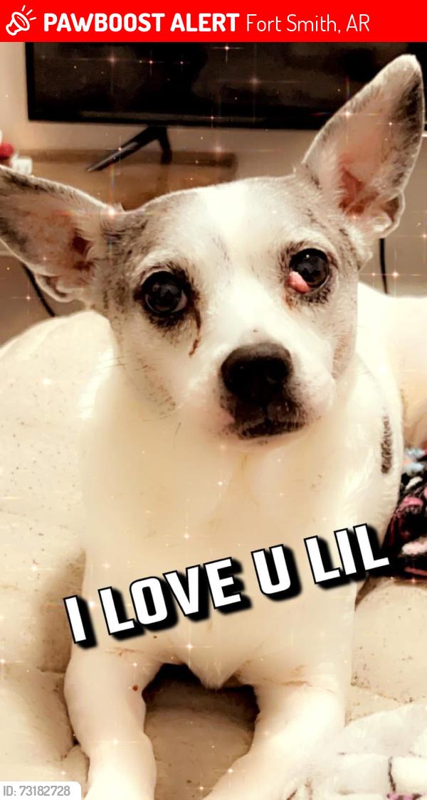 Lost Female Dog last seen Belle and grand, Fort Smith, AR 72901