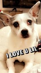 Lost Female Dog last seen Belle and grand, Fort Smith, AR 72901