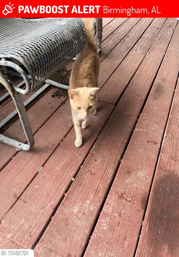 Lost Male Cat last seen 1st Avenue and 52nd St. N, Birmingham, AL 35212
