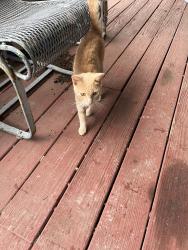 Lost Male Cat last seen 1st Avenue and 52nd St. N, Birmingham, AL 35212