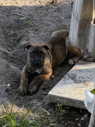 Lost Female Dog last seen Michigan & w princess lane, Panama City, FL 32405