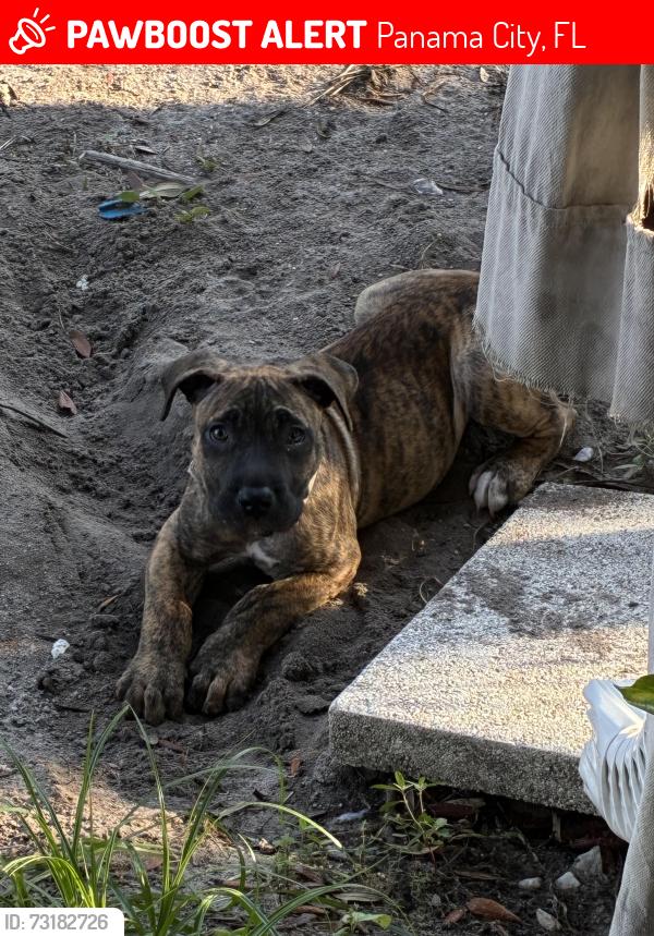 Lost Female Dog last seen Michigan & w princess lane, Panama City, FL 32405