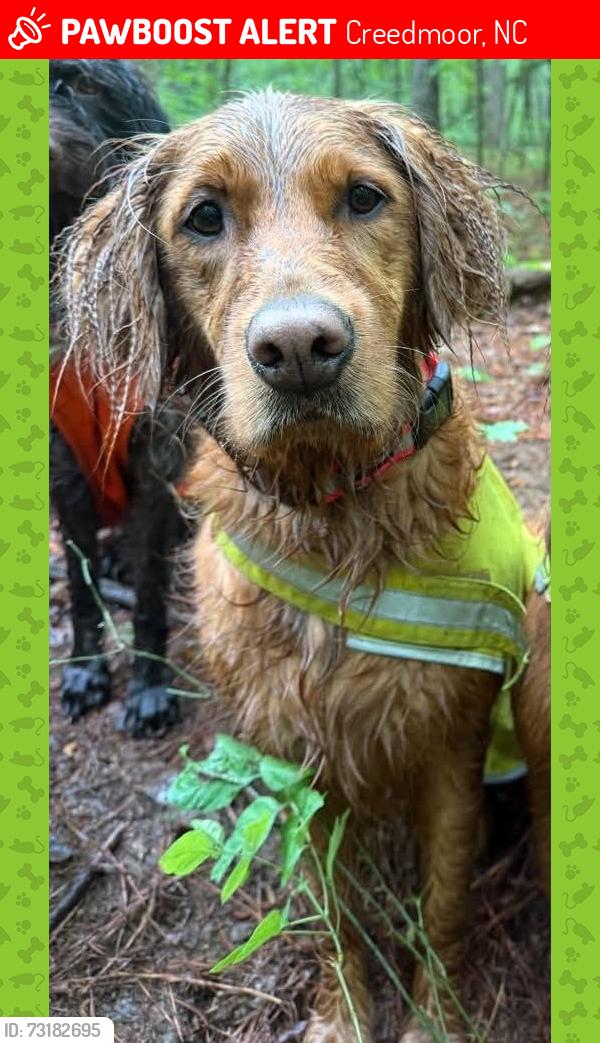 Lost Female Dog last seen N Main St, Forrest Ln, Creedmoor, NC 27522