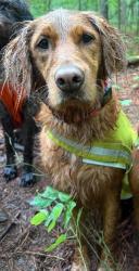 Lost Female Dog last seen N Main St, Forrest Ln, Creedmoor, NC 27522