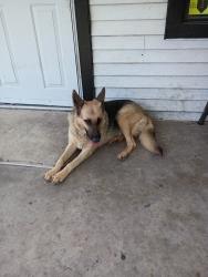 Found/Stray Female Dog last seen Our home, Nueces County, TX 78380