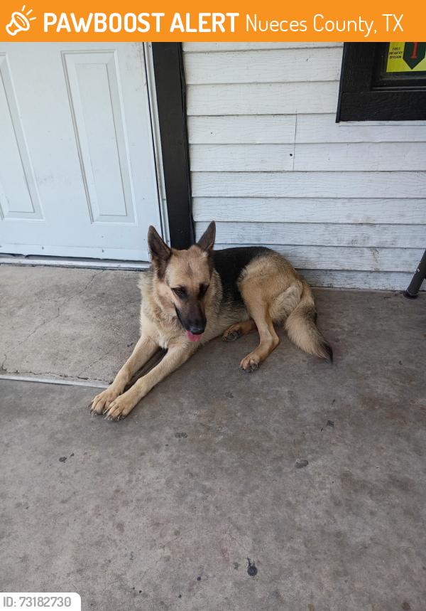 Found/Stray Female Dog last seen Our home, Nueces County, TX 78380