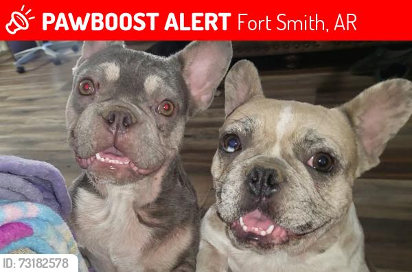 Lost Female Dog last seen Jenny lind and cavanaugh area, Fort Smith, AR 72908