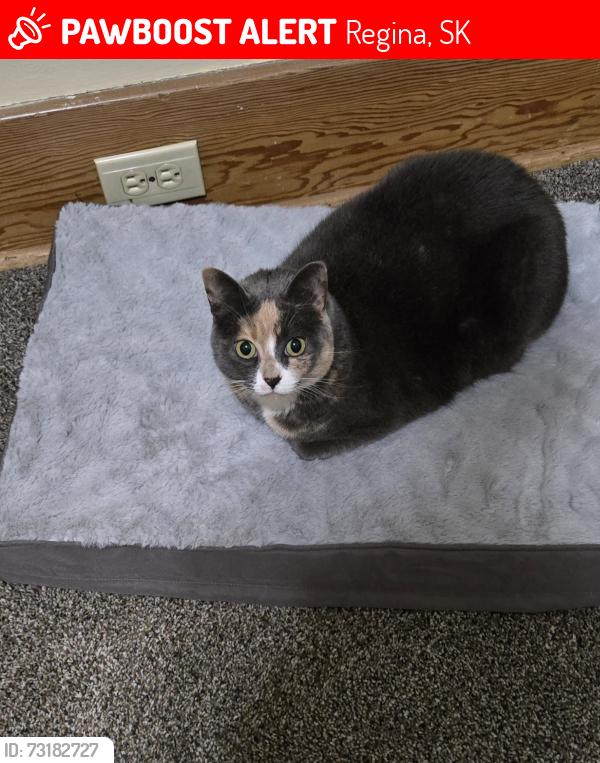 Lost Female Cat last seen Cameron Street &18th Ave, Regina, SK 