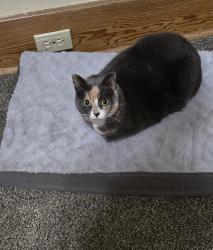 Lost Female Cat last seen Cameron Street &18th Ave, Regina, SK 