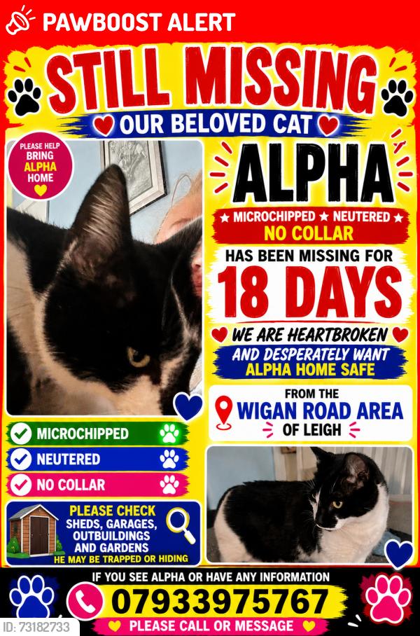 Lost Male Cat last seen Wigan road, Greater Manchester, England WN7 5HJ