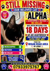 Lost Male Cat last seen Wigan road, Greater Manchester, England WN7 5HJ