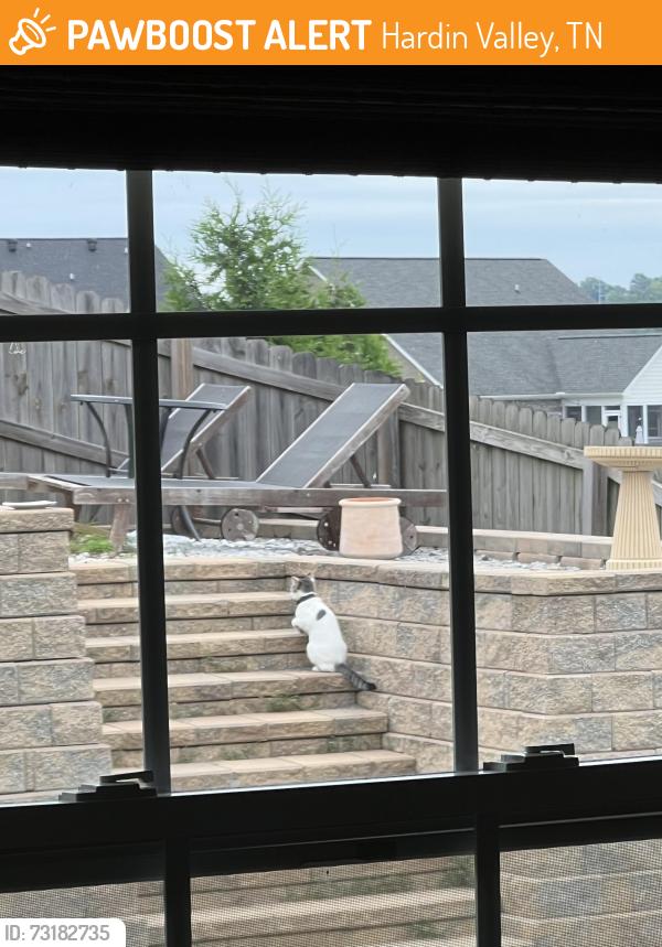 Found/Stray Unknown Cat last seen Hickory crest neighborhood in backyard, Hardin Valley, TN 37932
