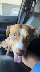 Reunited Male Dog last seen Meadowknoll Dr, Fort Worth, TX 76123, USA, Fort Worth, TX 76123