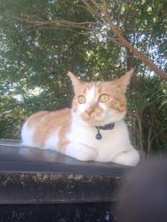 Reunited Female Cat last seen E Ashton St, Seneca, SC 29678
