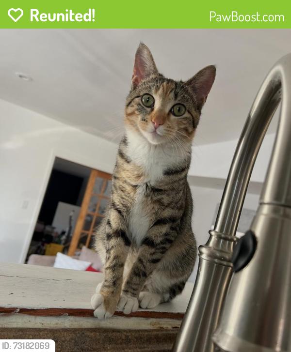 Reunited Female Cat last seen Buehler YMCA, Palatine, IL 60067
