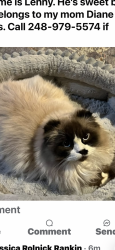 Reunited Male Cat last seen Wing lake, Bloomfield Township, MI 48301