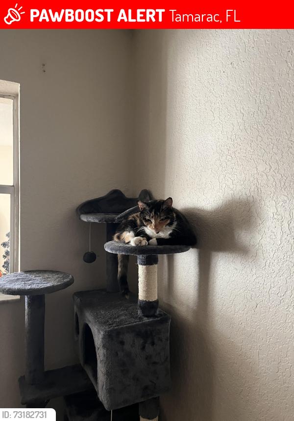 Lost Female Cat last seen Near nw 71st, Tamarac, FL 33321