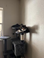 Lost Female Cat last seen Near nw 71st, Tamarac, FL 33321