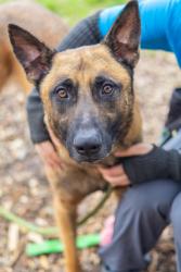 Shelter Stray Male Dog last seen Near Columbia Drive, 30032, GA, 3280 Chamblee Dunwoody Rd, Chamblee, GA 30341, USA
