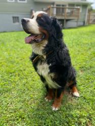 Lost Male Dog last seen Near Holcomb road, Ringgold, GA 30736
