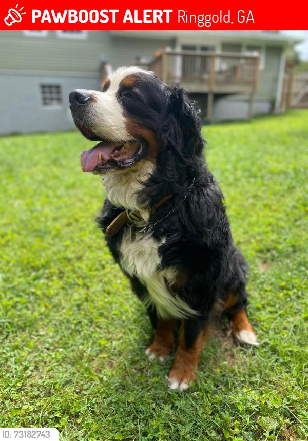 Lost Male Dog last seen Near Holcomb road, Ringgold, GA 30736