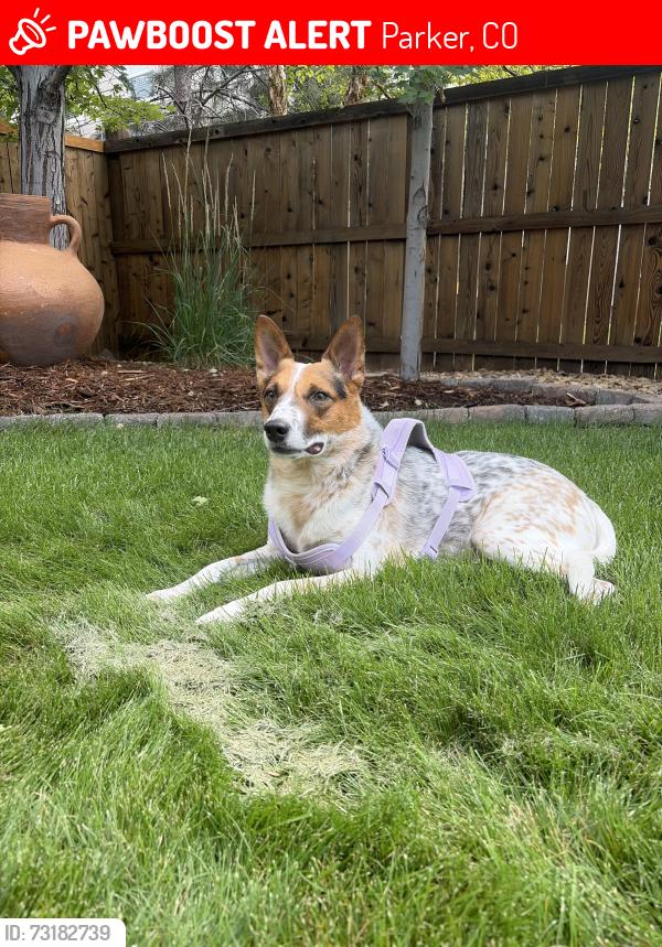 Lost Male Dog last seen Greenfield Loop and Bristleridge Dr, Parker, CO 80134