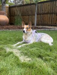 Lost Male Dog last seen Greenfield Loop and Bristleridge Dr, Parker, CO 80134
