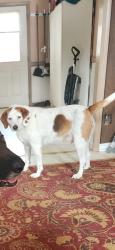 Reunited Male Dog last seen Near summers landing, Fredericksburg, VA 22407