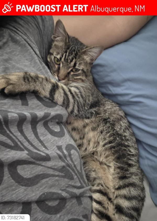 Lost Male Cat last seen Olympus Northpoint apmts, Albuquerque, NM 87113