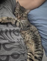 Lost Male Cat last seen Olympus Northpoint apmts, Albuquerque, NM 87113