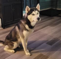 Reunited Male Dog last seen Edgewater ests, Broadway, NC 27505