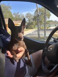 Reunited Female Dog last seen Landover and Mariner, Spring Hill, FL 34608