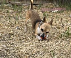 Lost Male Dog last seen Snow creek ln Patterson ca, Patterson, CA 95363