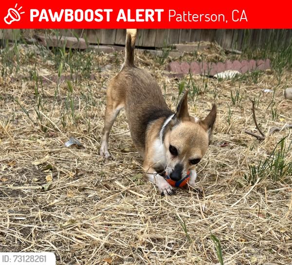Lost Male Dog last seen Snow creek ln Patterson ca, Patterson, CA 95363