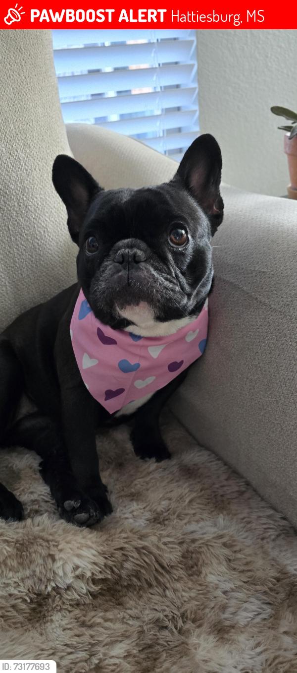 Lost Female Dog last seen Old hwy 49 and Robert E. Lee, Hattiesburg, MS 39401