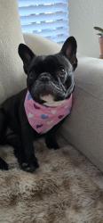 Lost Female Dog last seen Old hwy 49 and Robert E. Lee, Hattiesburg, MS 39401
