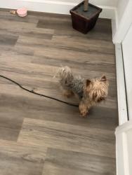 Reunited Unknown Dog last seen Inglewood Dr, Rexwood Rd, Wildwood, FL 34785