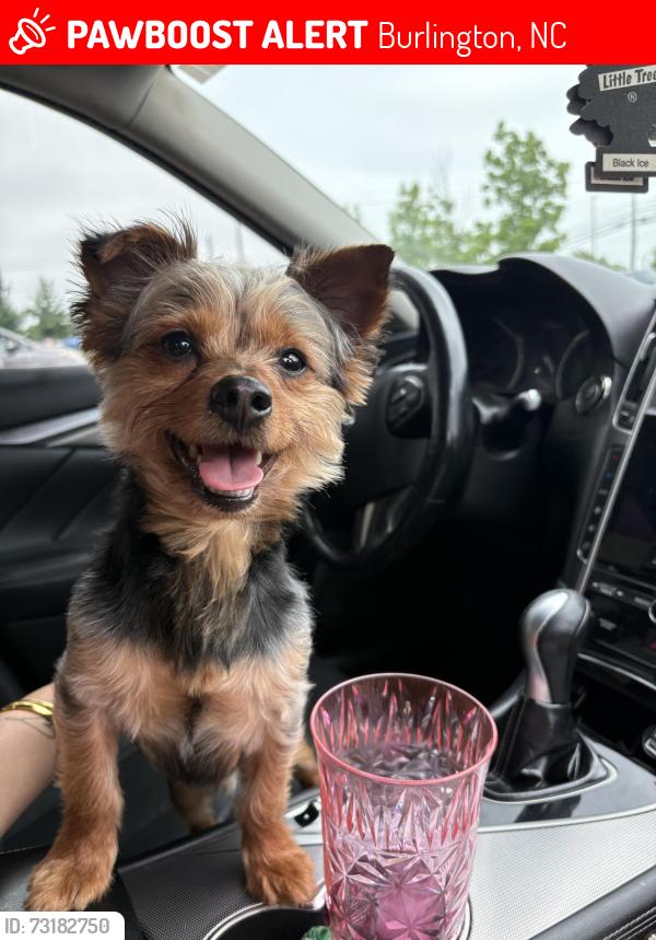 Lost Male Dog last seen Next to Cemetery, YMCA and Church Street, Burlington, NC 27215