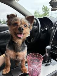 Lost Male Dog last seen Next to Cemetery, YMCA and Church Street, Burlington, NC 27215
