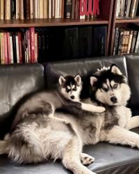 Lost Male Dog last seen Ives St Hamden, Hamden, CT 06518
