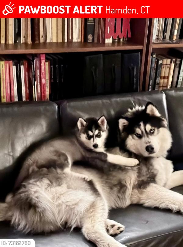 Lost Male Dog last seen Ives St Hamden, Hamden, CT 06518
